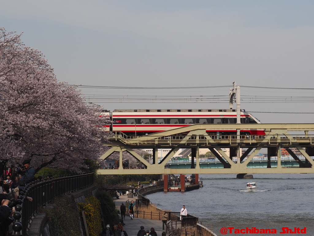 2016年桜の季節