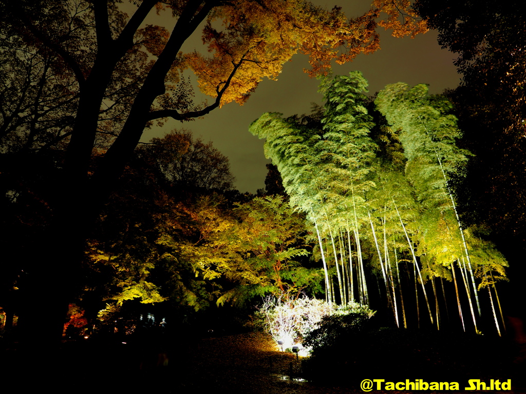 六義園の紅葉2016