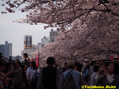 2016年桜の季節