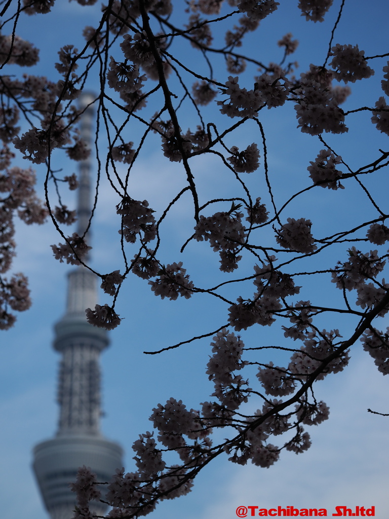 2016年桜の季節