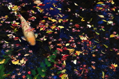 錦鯉と濡れ紅葉