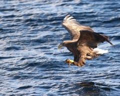 White-tailed eagle