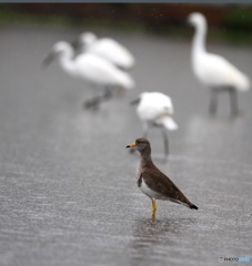 雨の中のケリ