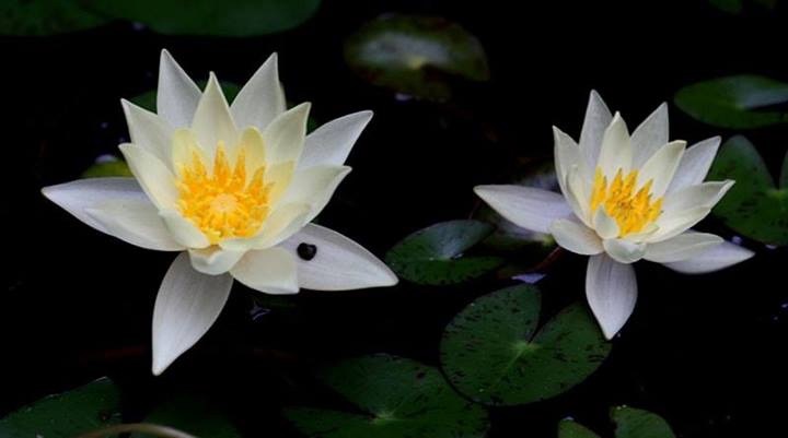 Water lilies