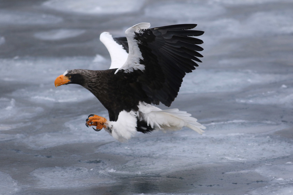 Steller's sea eagle