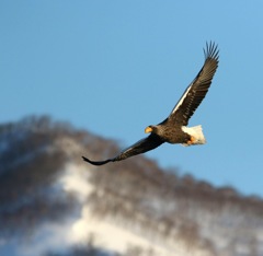 Steller's sea seagle