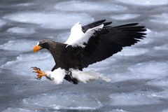 Steller's sea eagle