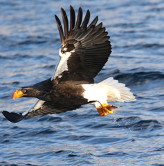Steller's sea eagle