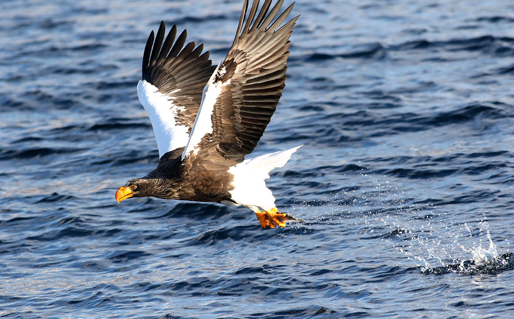  Steller's sea eagle