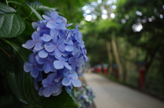 季節外れのあじさい