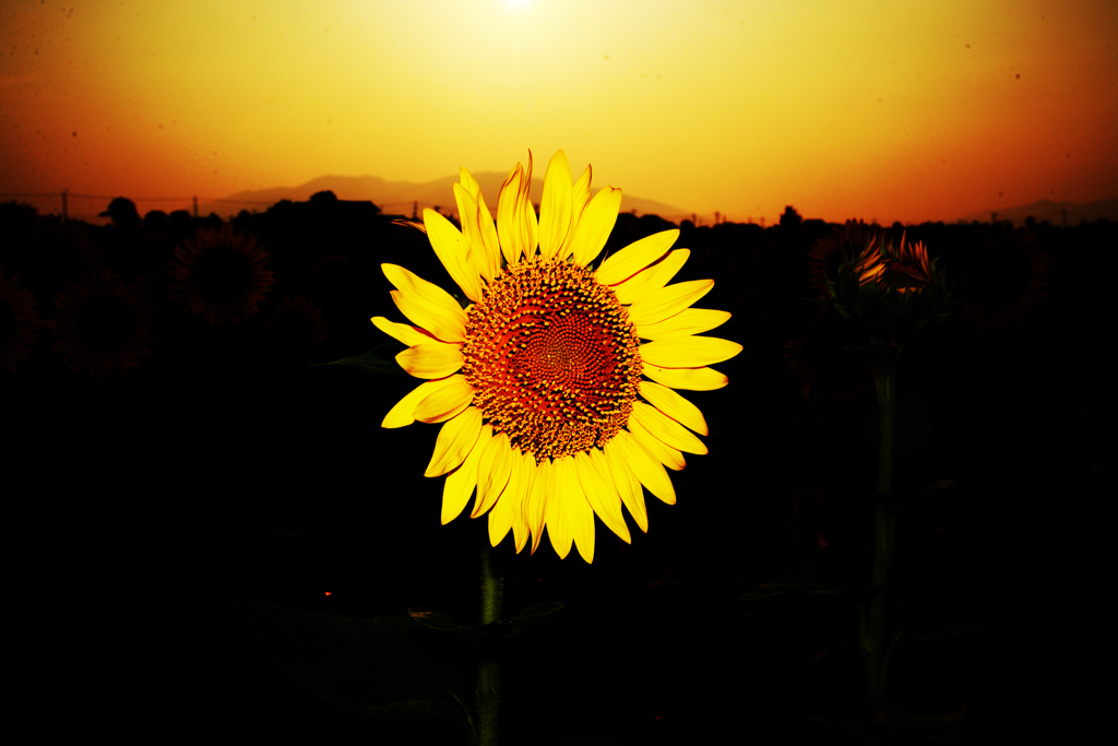 これも太陽