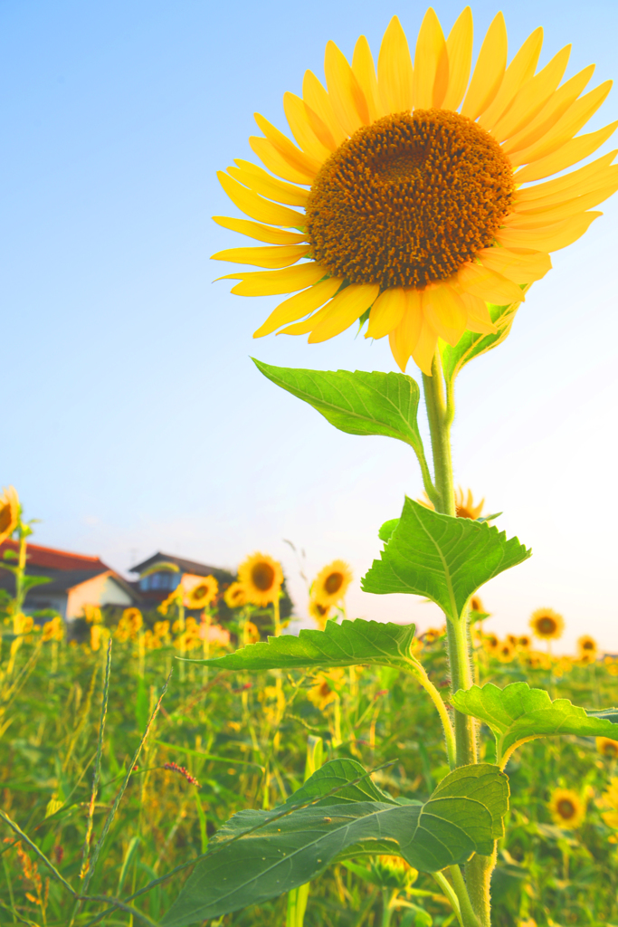 夏の太陽