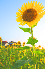 夏の太陽