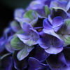 眼鏡橋　紫陽花まつり