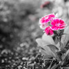 路肩に咲く花