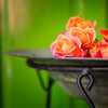 水盆に浮かぶ薔薇