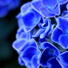 眼鏡橋　紫陽花まつり　２