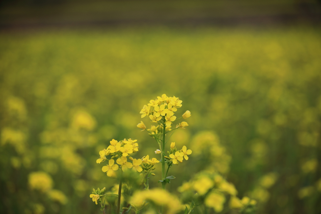 菜の花✕菜の花