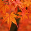 紅葉美人