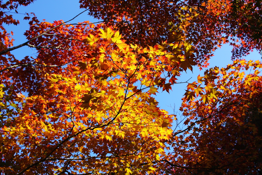 Golden Leaves