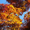 Golden Leaves