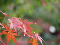 永観堂にて