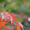 永観堂にて