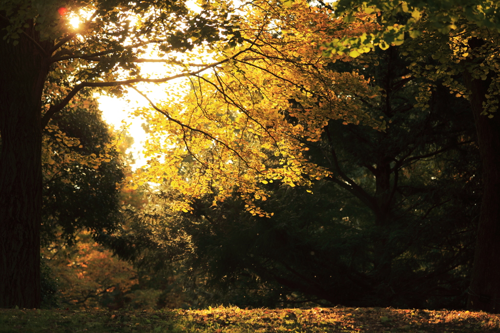 Golden Leaf