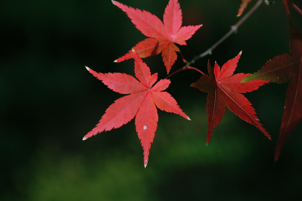Vivid Leaf