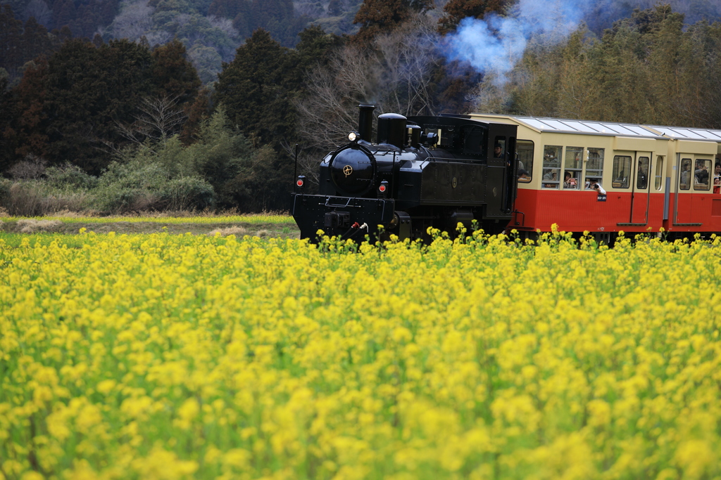 菜の花✕トロッコ列車