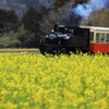 菜の花✕トロッコ列車