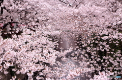 夢 ～SAKURA～