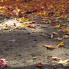 踊る紅葉
