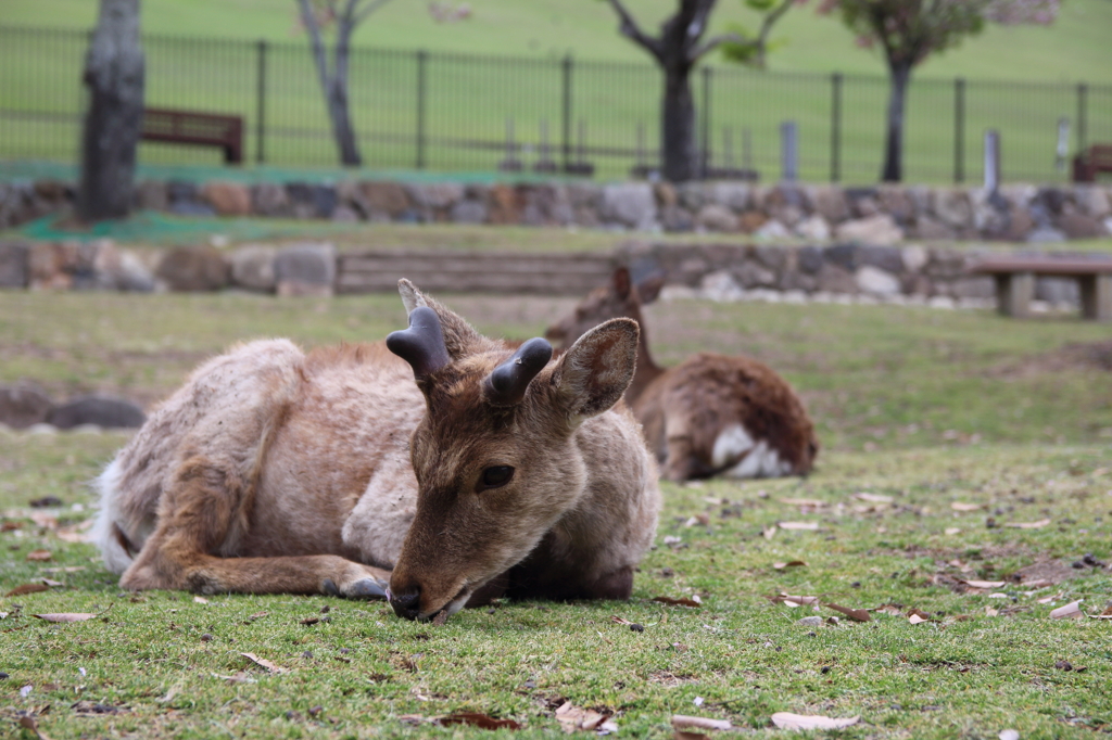 Deer in Nara Park