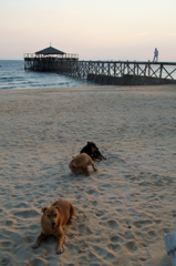 dogs on the beach