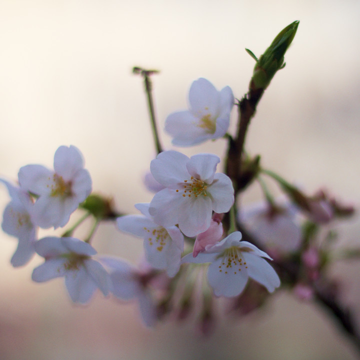 sakura