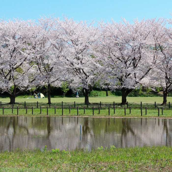 sakura