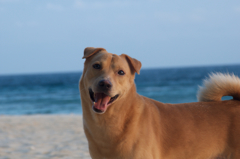 dog on the beach