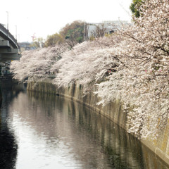 sakura