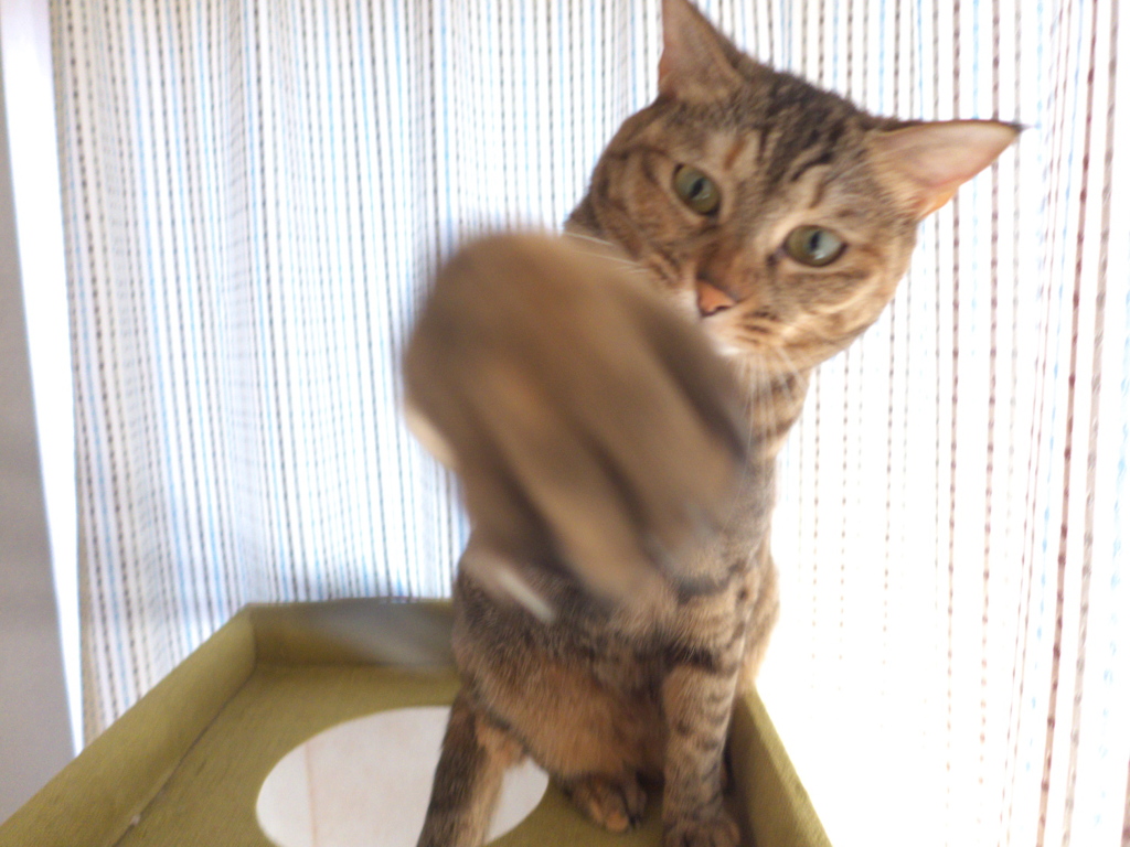 cat