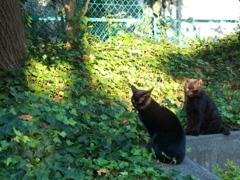 black cats