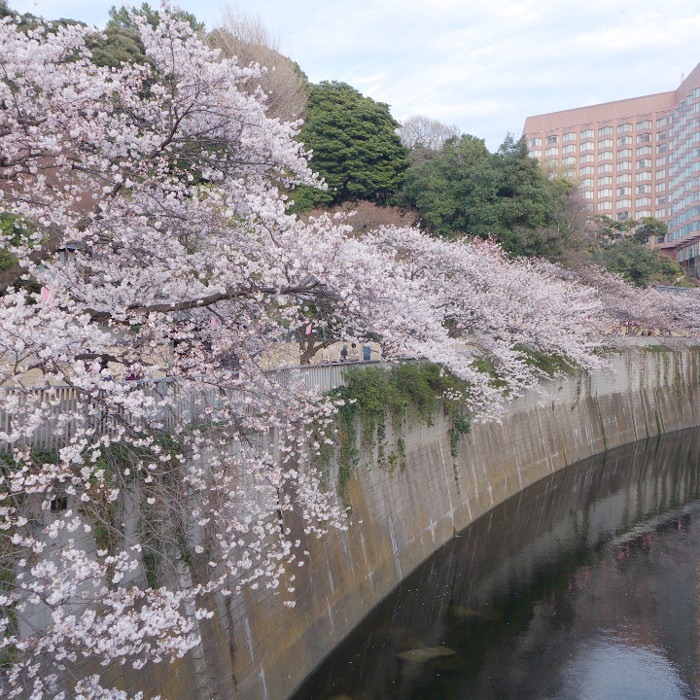 sakura