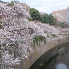 sakura