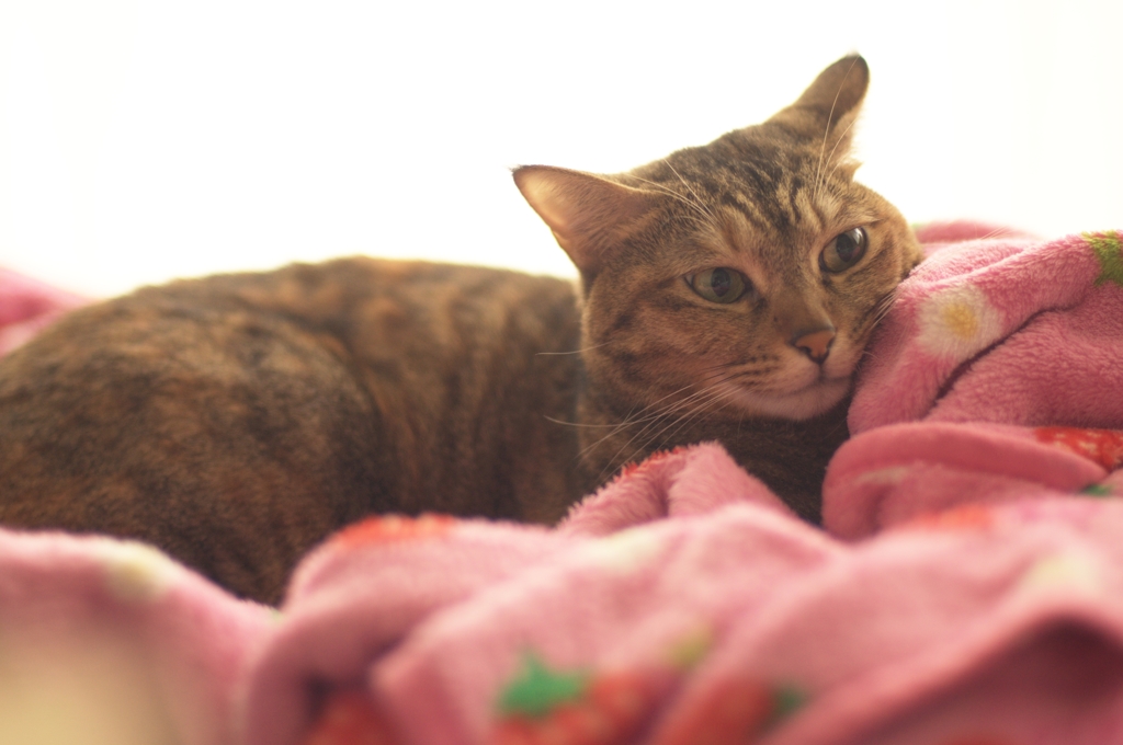 cat