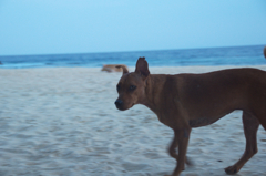 dogs on the beach