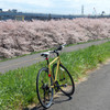sakura cycling