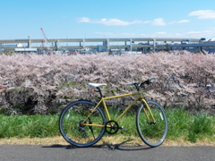 sakura cycling