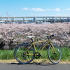 sakura cycling