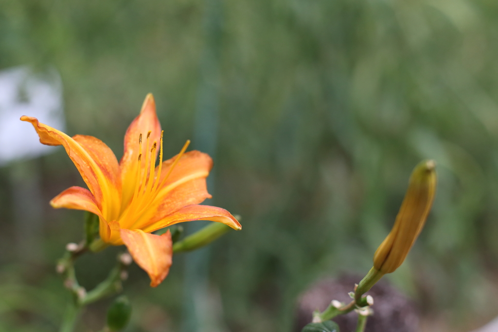 ユリ科の花？