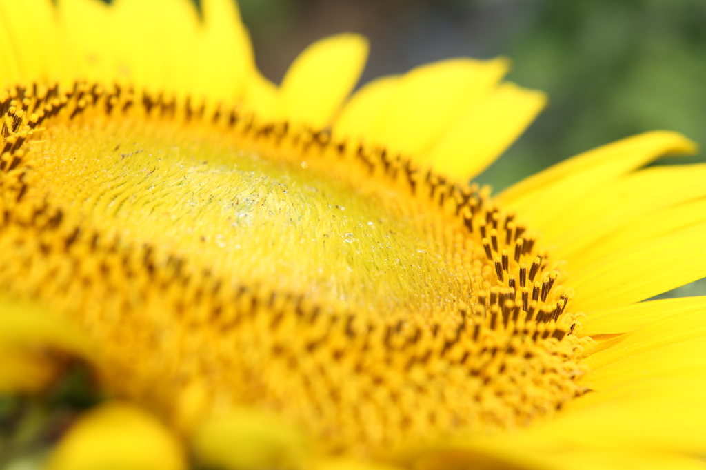 夏の蜜・・・